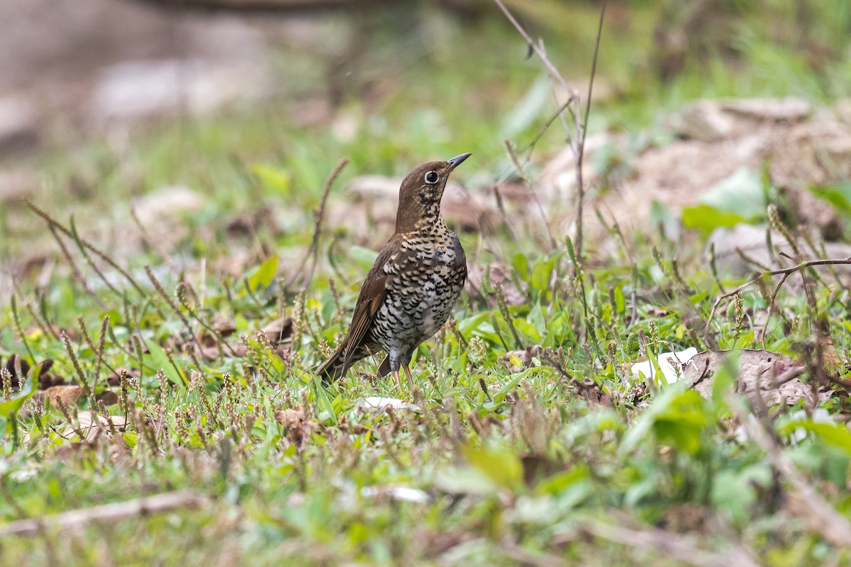 Alpine Thrush - ML629643959