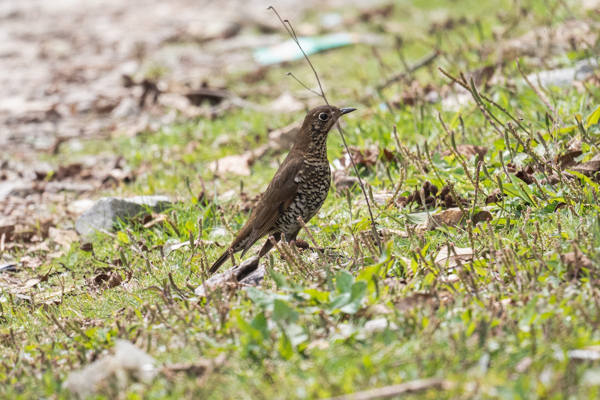 Alpine Thrush - ML629643960