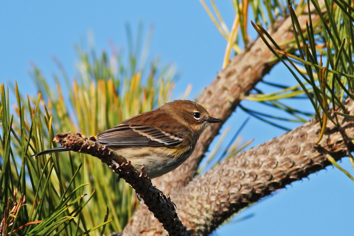 myrteparula (coronata) - ML629644253