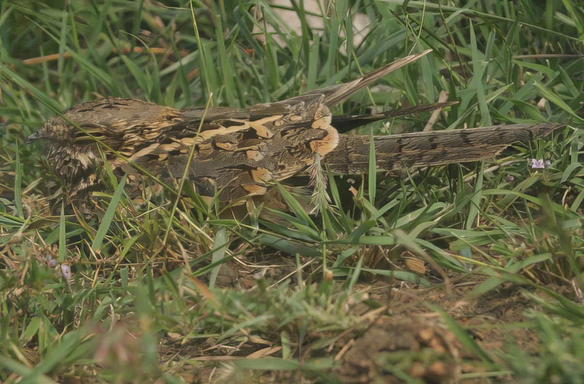 Дрімлюга ефіопський - ML629644281