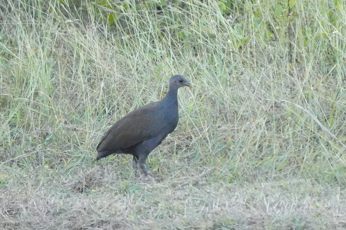 Philippinen-Großfußhuhn - ML629644325