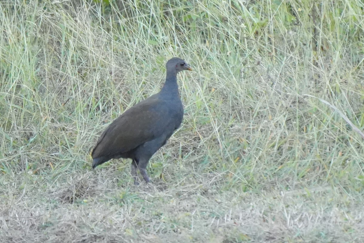 Philippinen-Großfußhuhn - ML629644326