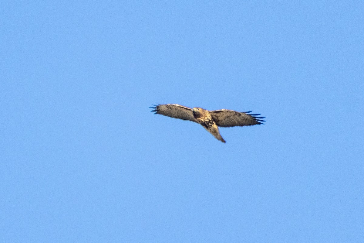 Red-tailed Hawk (abieticola) - ML629644683