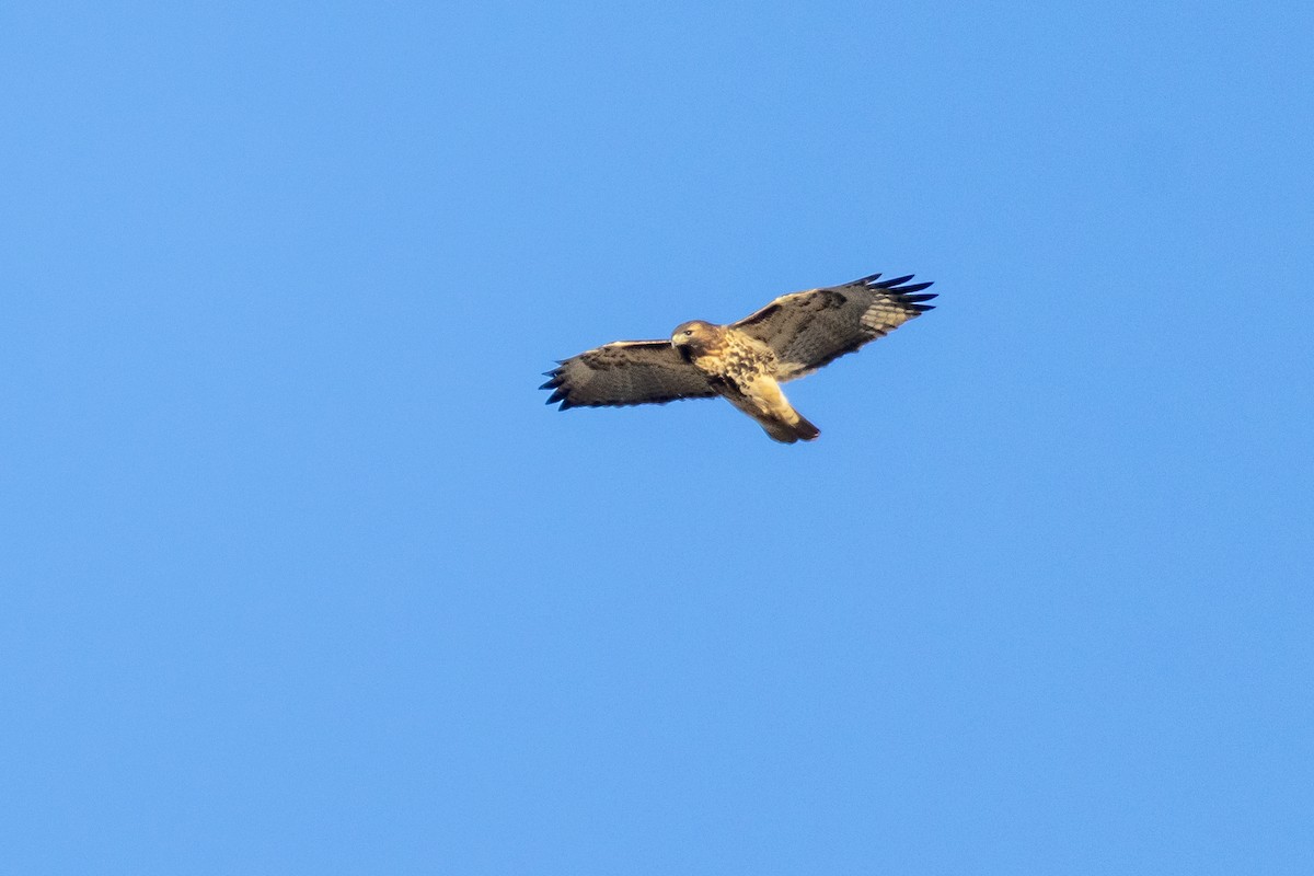 Red-tailed Hawk (abieticola) - ML629644684