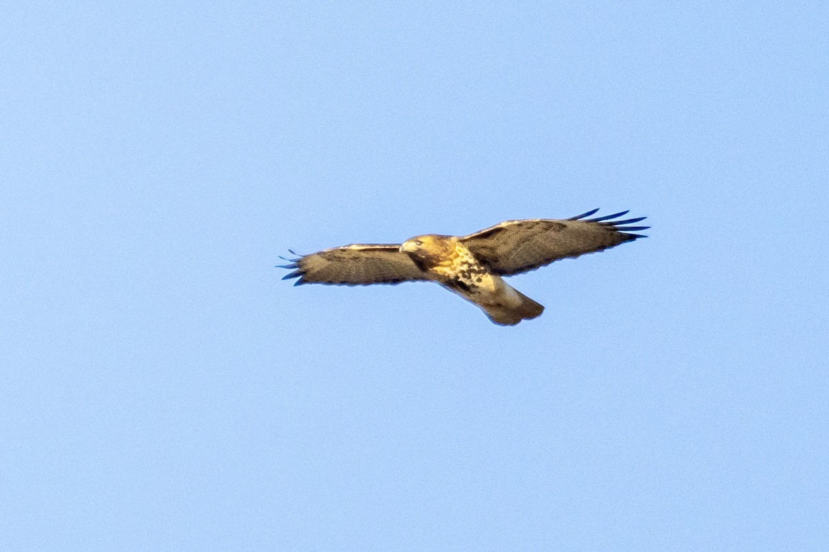 Red-tailed Hawk (abieticola) - ML629644685
