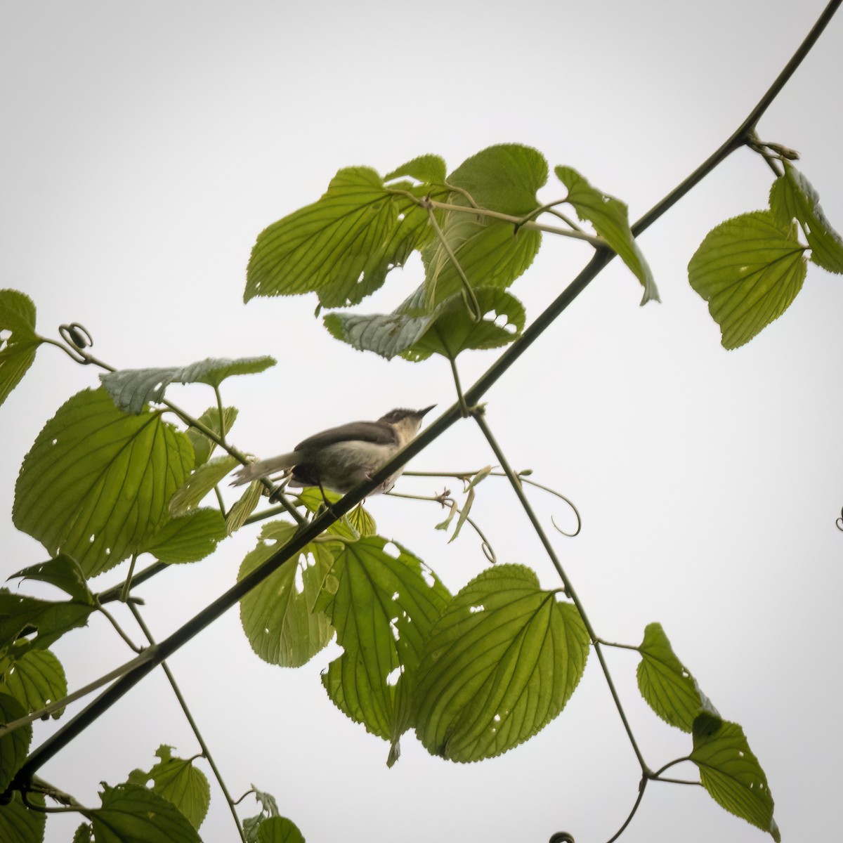 Buff-throated Apalis - ML629644907