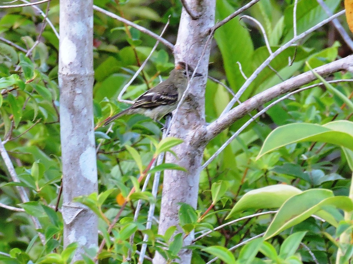 Rufous-crowned Elaenia - ML629644954