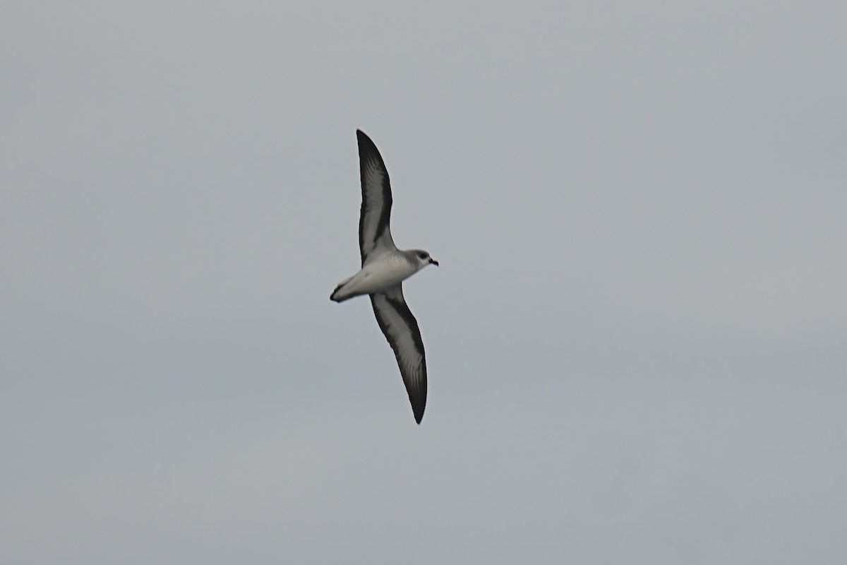 Black-winged Petrel - ML629645031