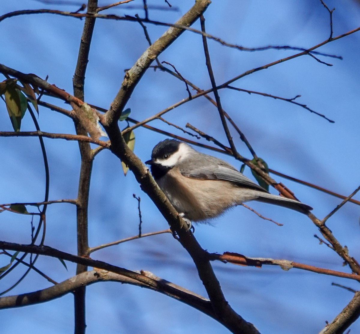 Carolina Chickadee - ML629645044