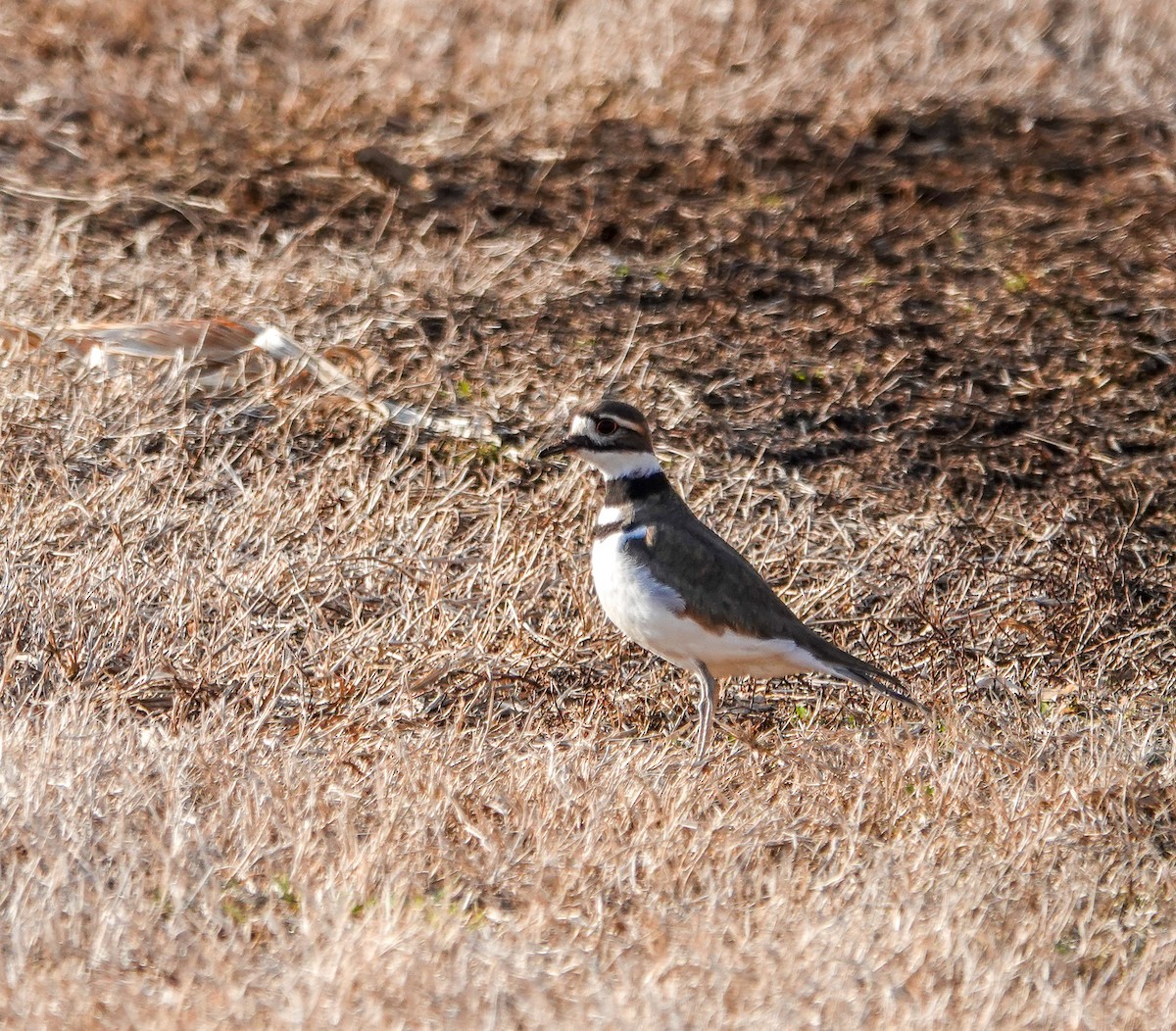 Killdeer - ML629645057