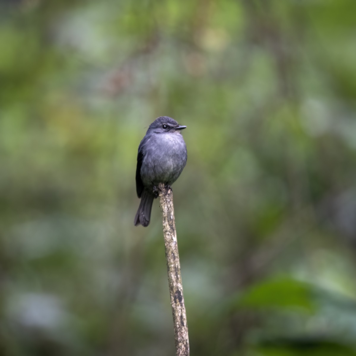 Dusky-blue Flycatcher - ML629645080