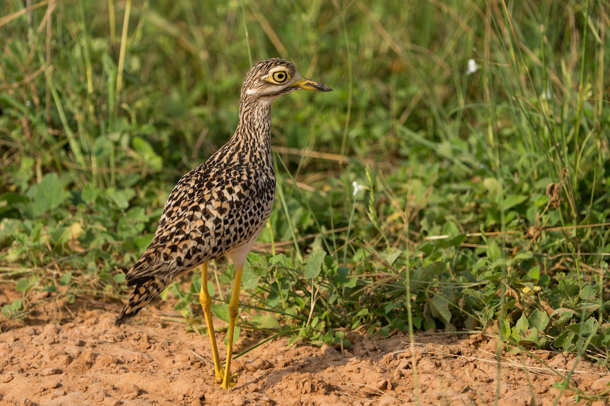 Spotted Thick-knee - ML629645151