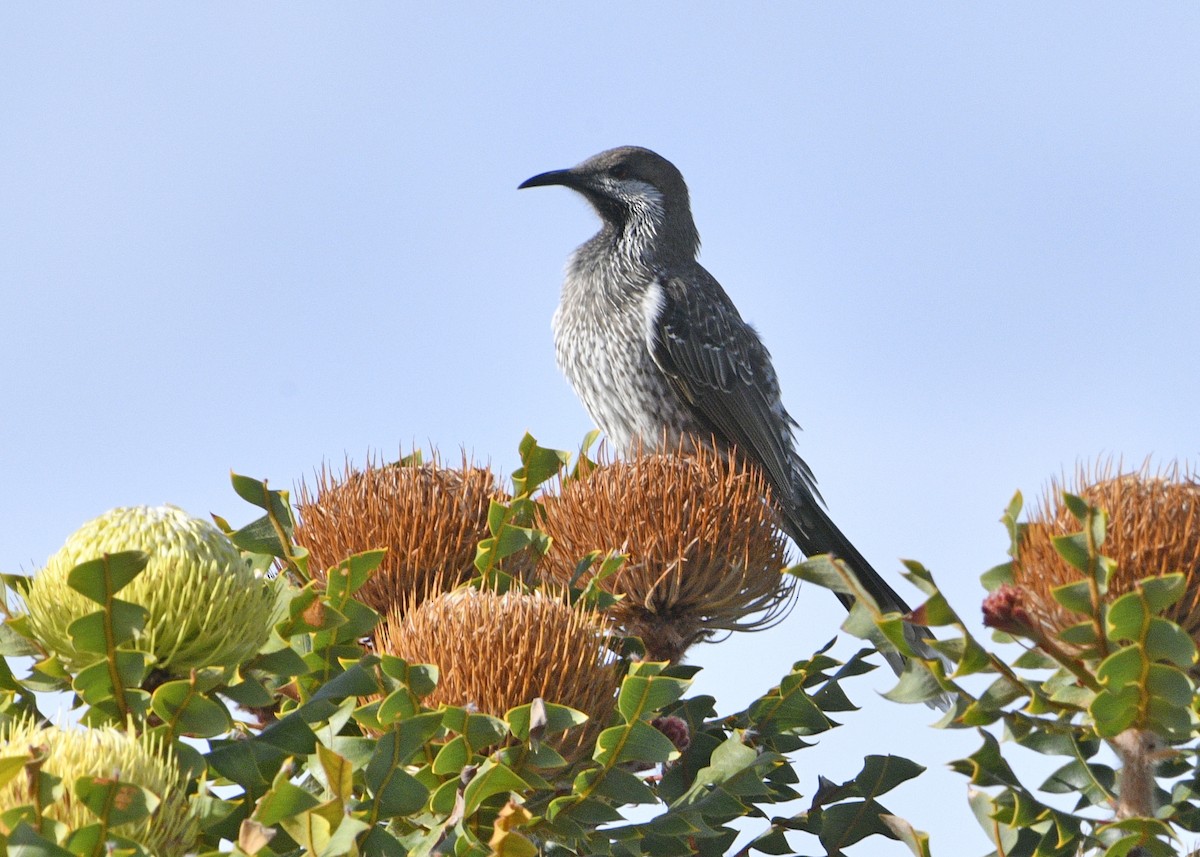 Western Wattlebird - ML629645536