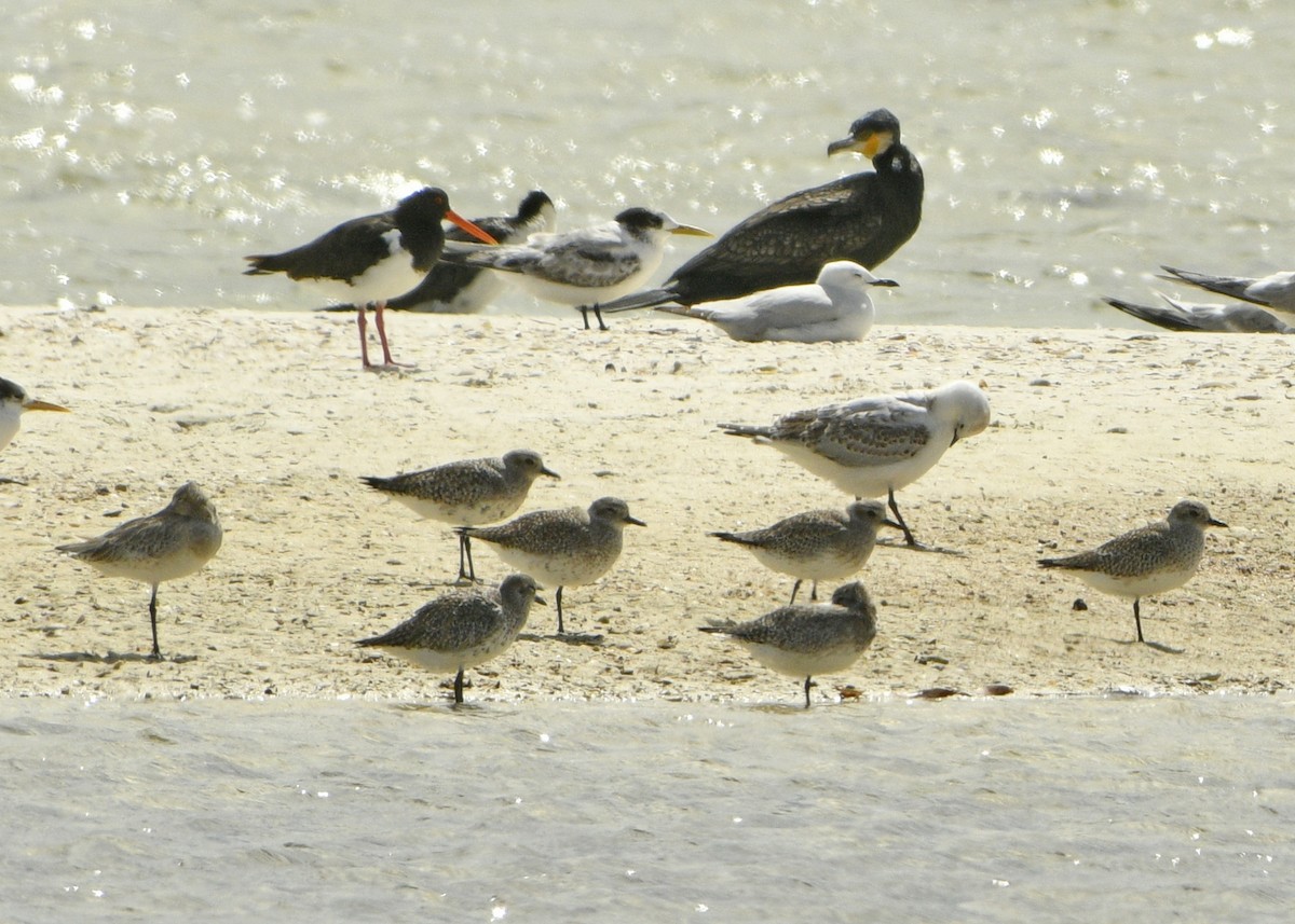 Азийн сүвээ цагаан - ML629645584