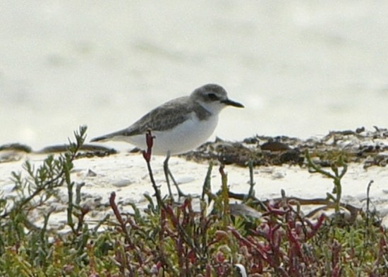 Red-capped Plover - ML629645593