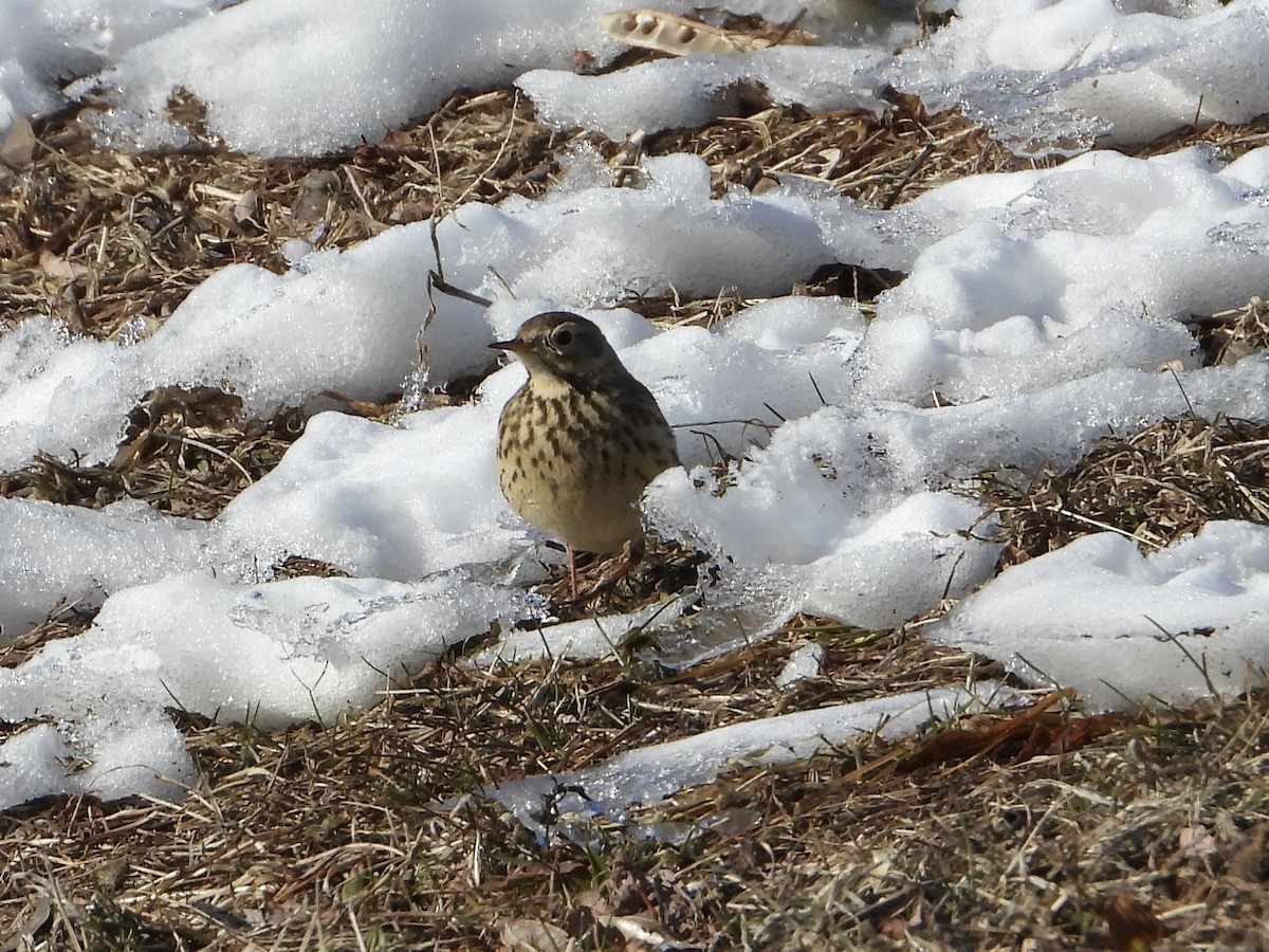 Pipit d'Amérique - ML629645595