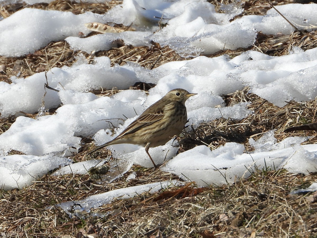 Pipit d'Amérique - ML629645596