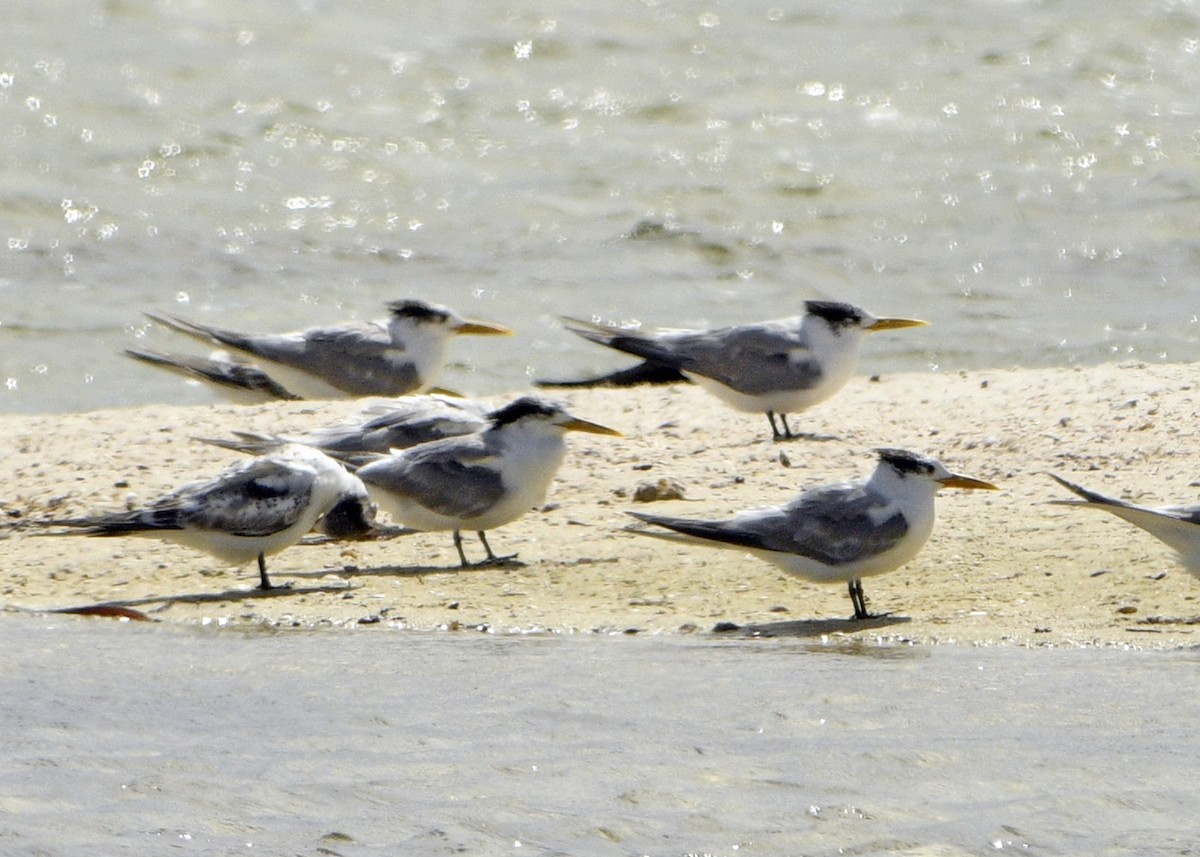 Great Crested Tern - ML629645617