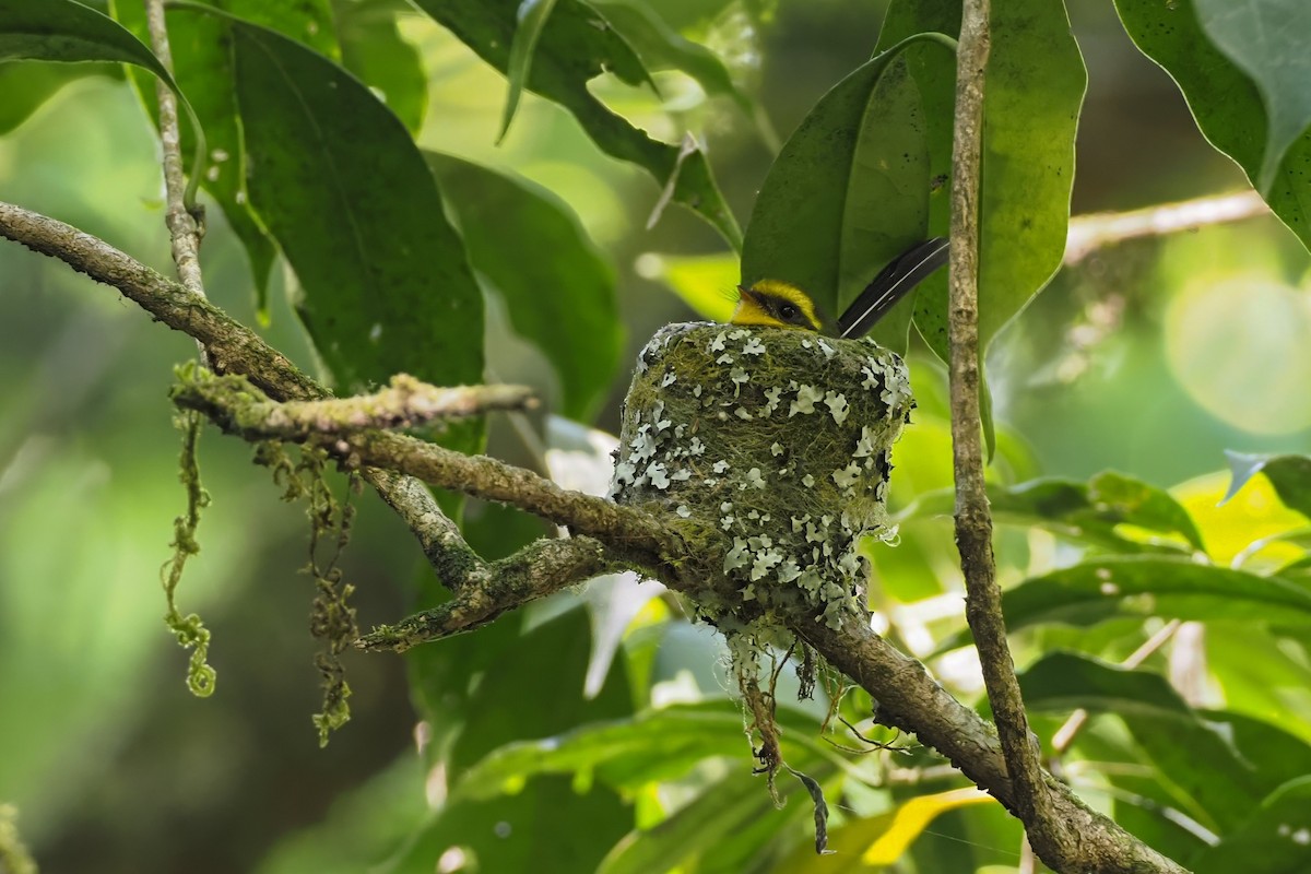 Yellow-bellied Fairy-Fantail - ML629645619