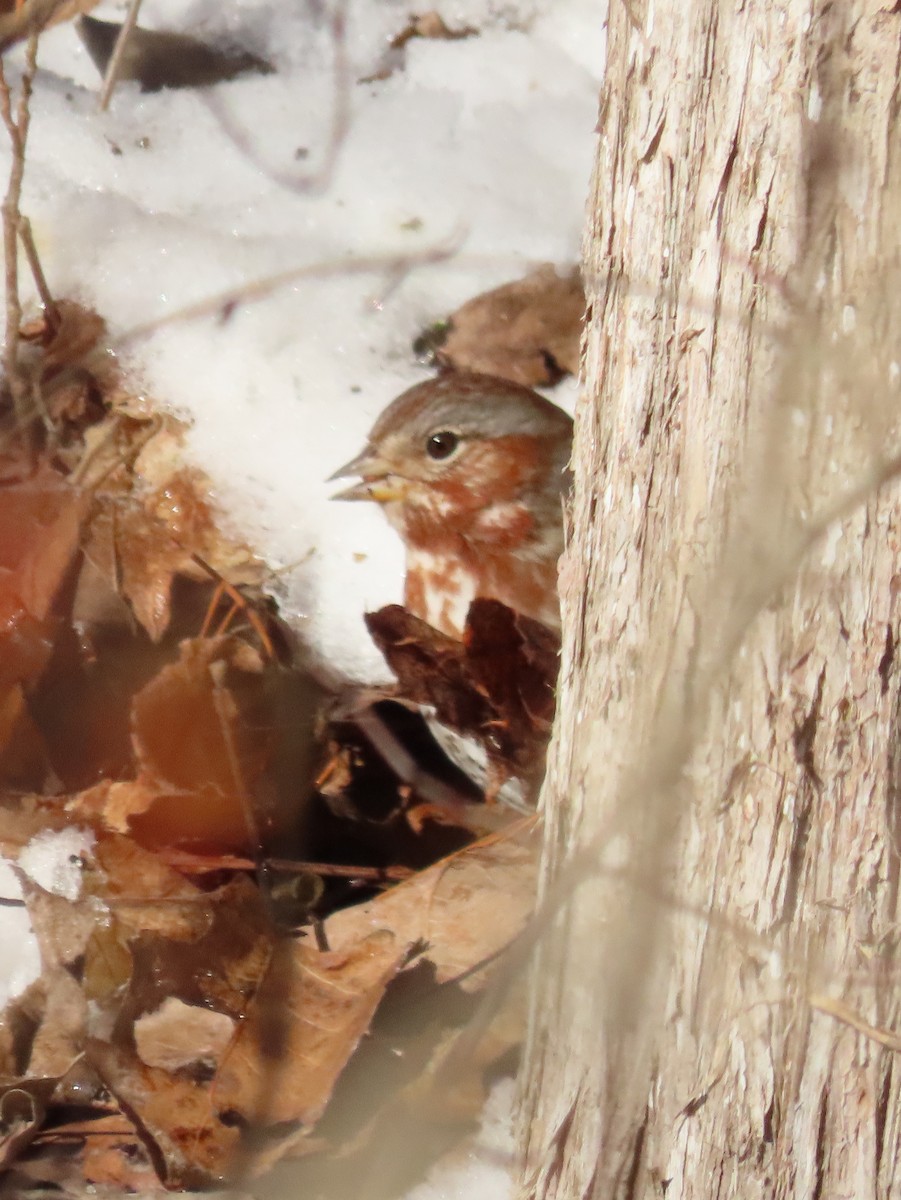 Fox Sparrow - ML629645803