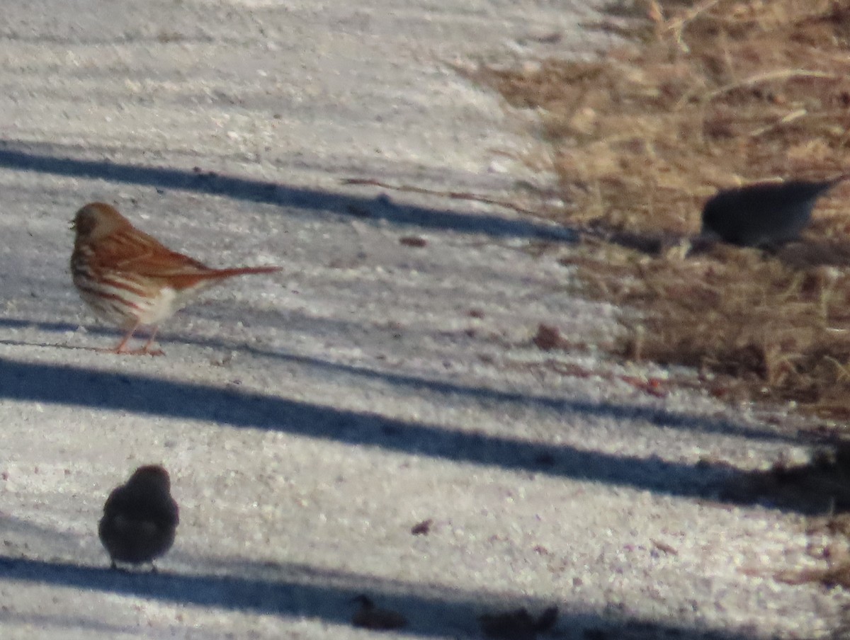 Fox Sparrow - ML629645805
