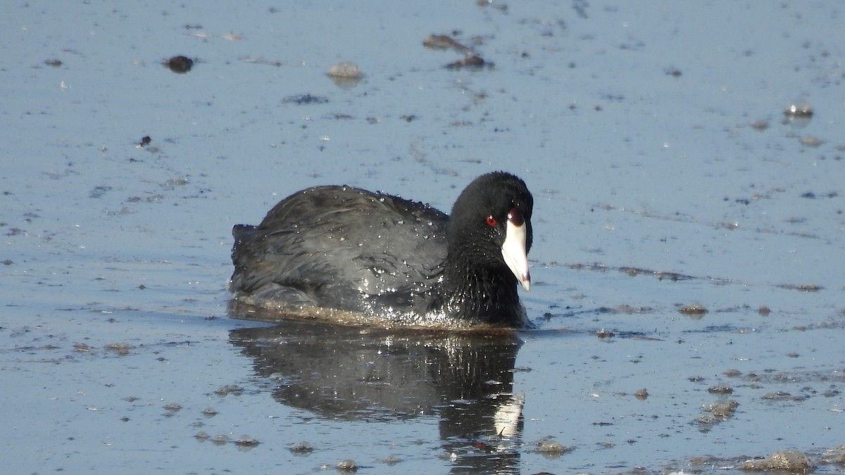 American Coot - ML629645816