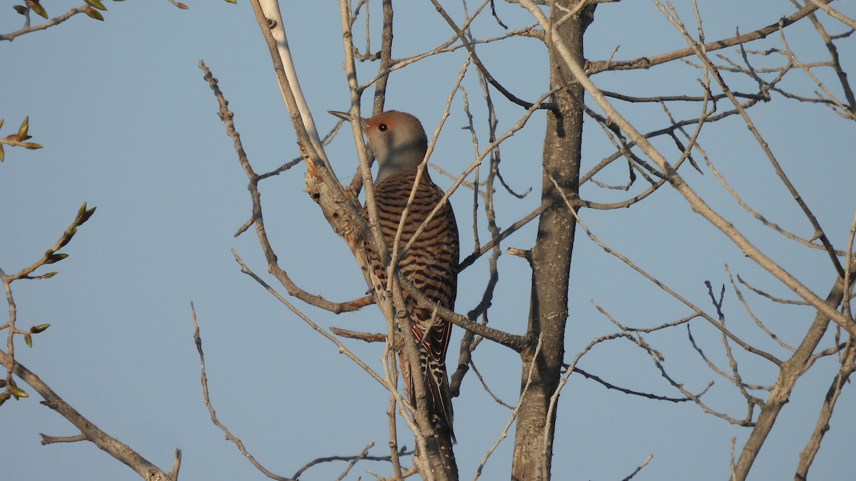 Northern Flicker - ML629645908