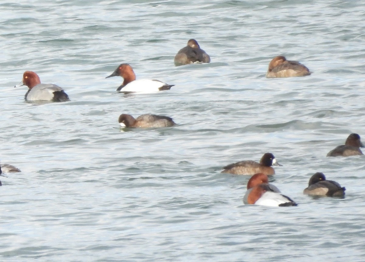 Canvasback - ML629646206