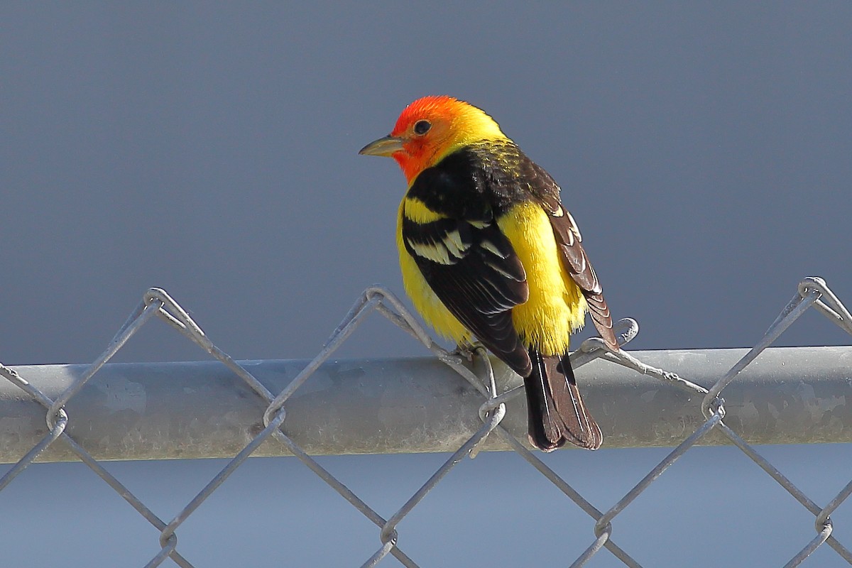 Western Tanager - ML629646244