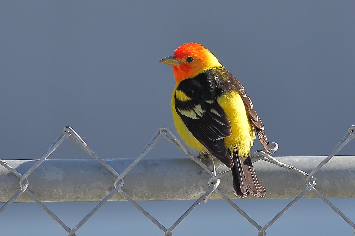 Western Tanager - ML629646247