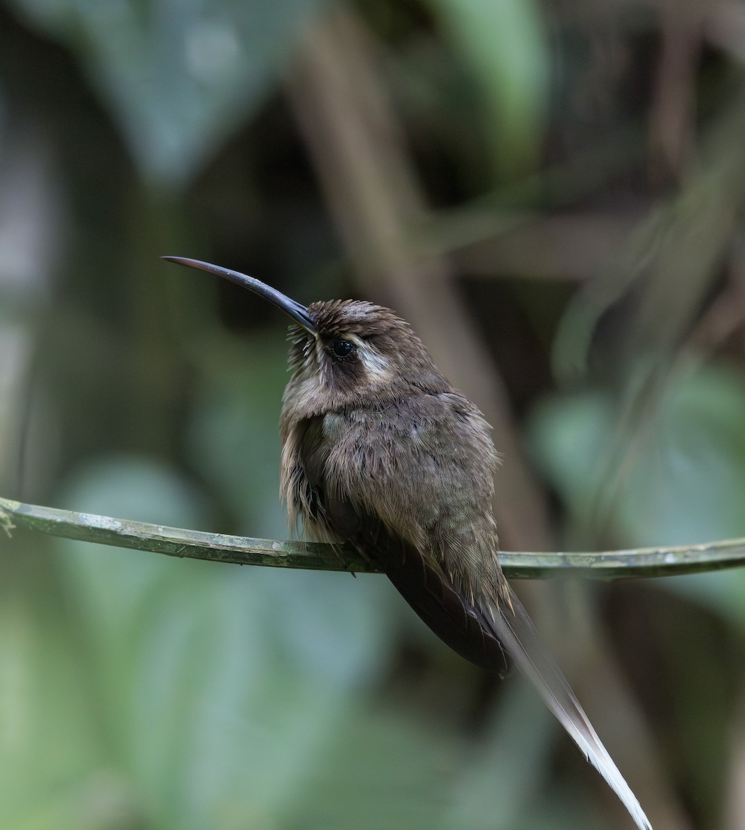 Dusky-throated Hermit - ML629646264