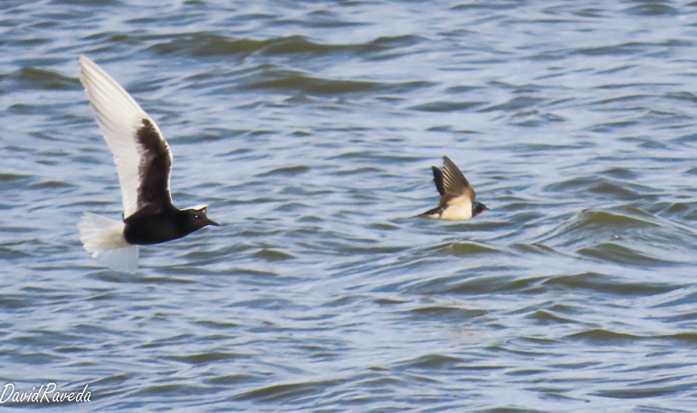 Асрын хараацай - ML629646375