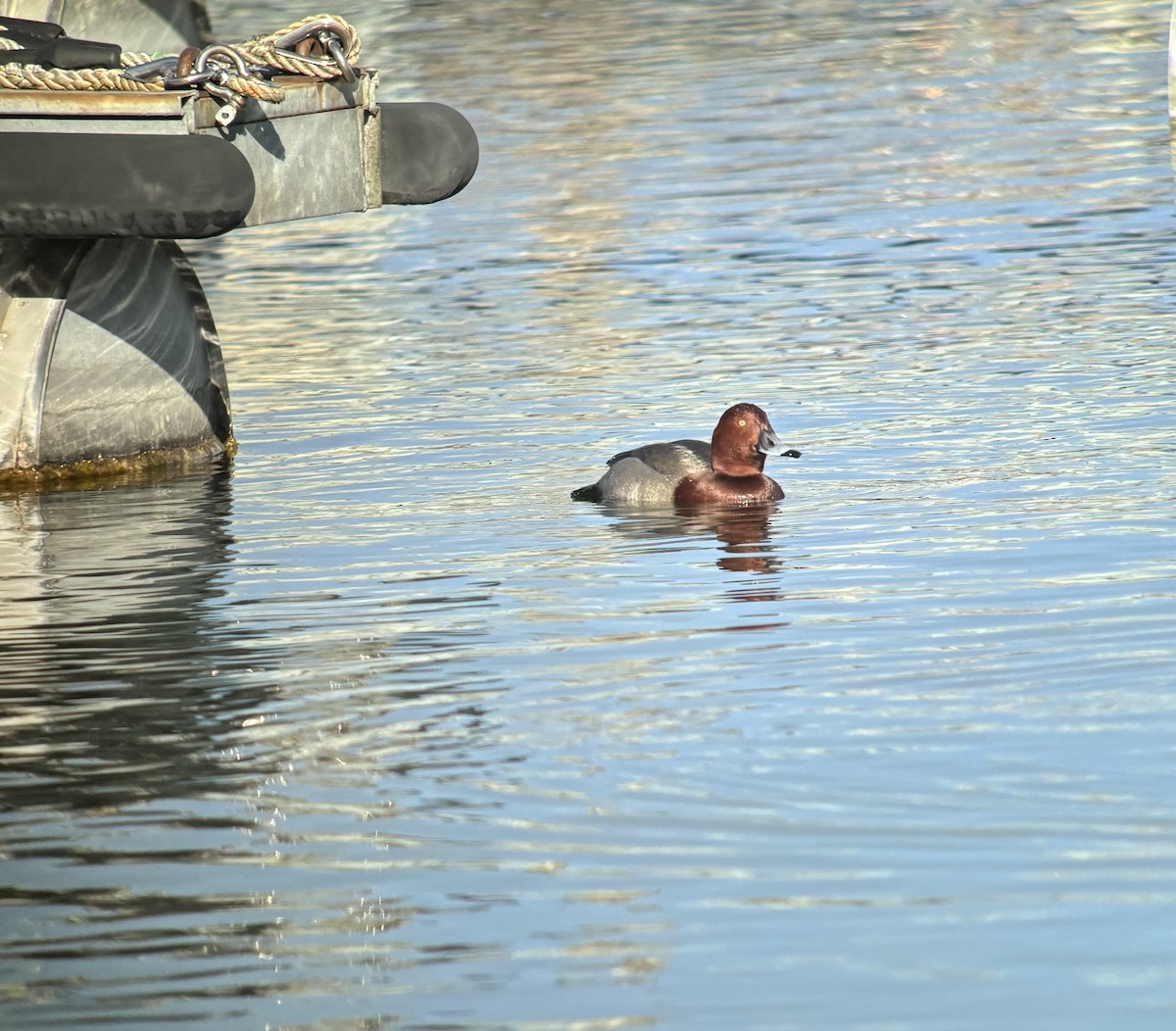 polák velký x malý (hybrid) - ML629646383