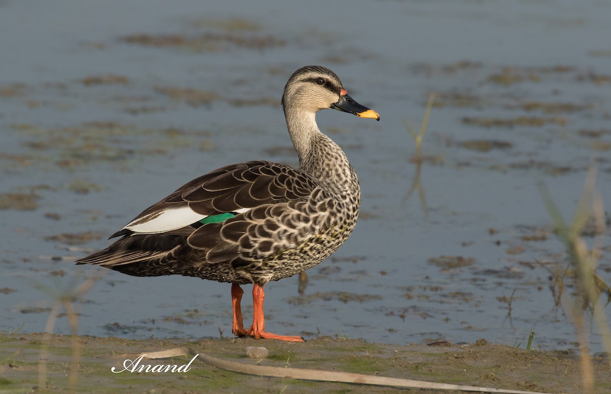 Indian Spot-billed Duck - ML629646720