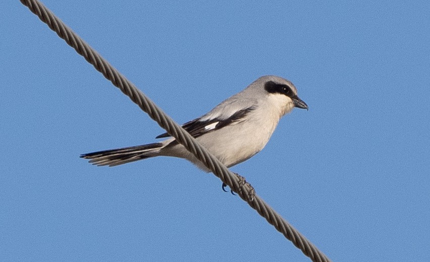 Pie-grièche migratrice - ML629646741