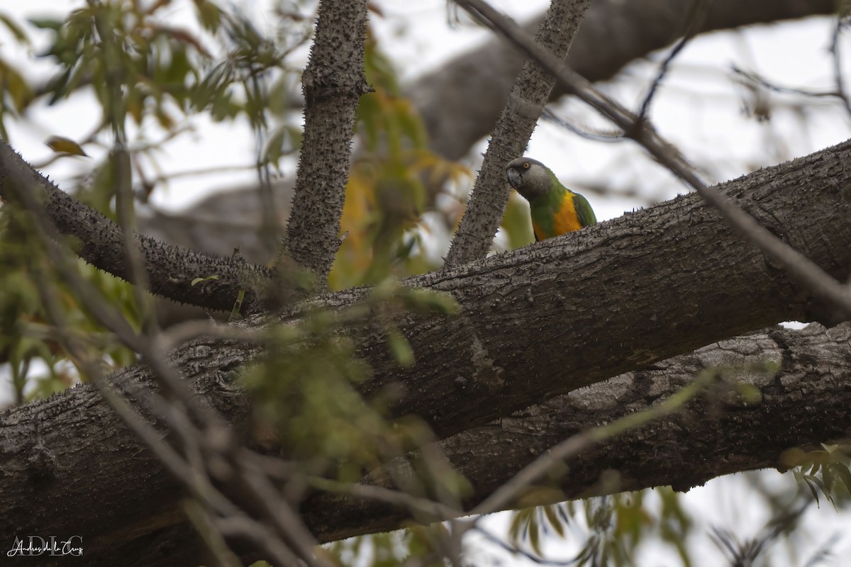 Senegal Parrot - ML629646765