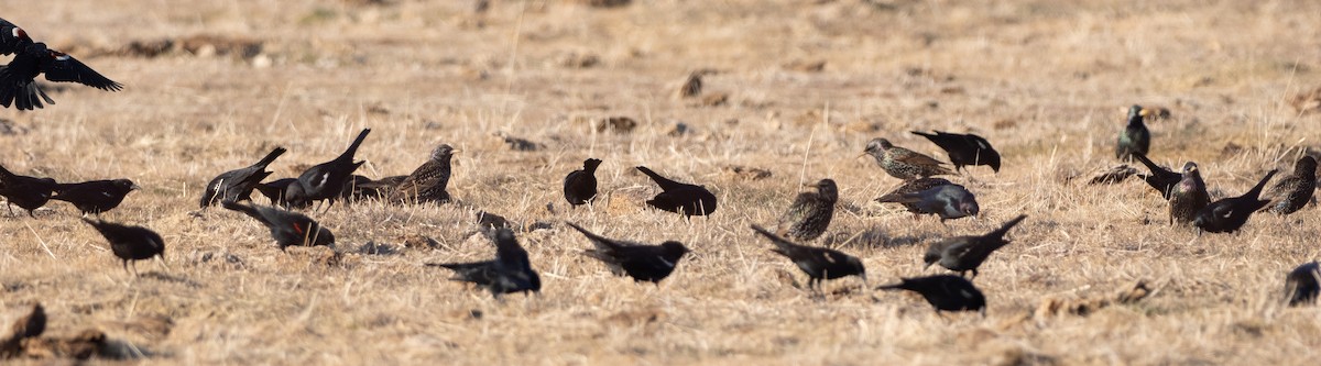 Carouge de Californie - ML629646842