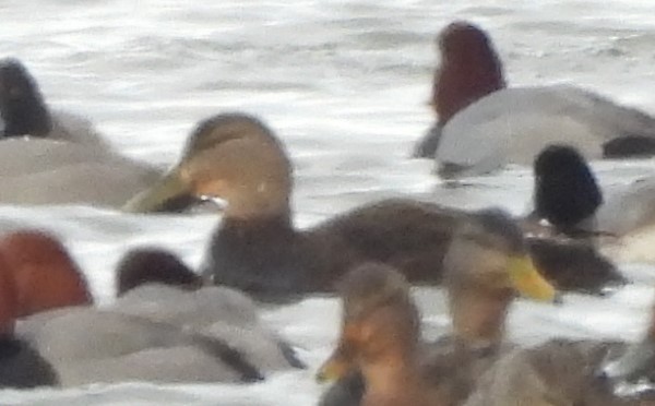 American Black Duck - ML629647007