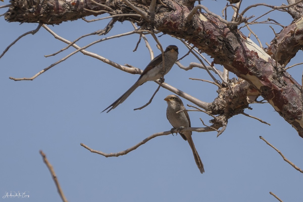 Yellow-billed Shrike - ML629647033