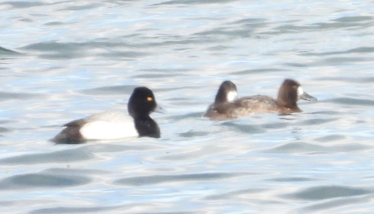 Lesser Scaup - ML629647098