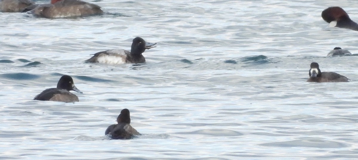 Lesser Scaup - ML629647099