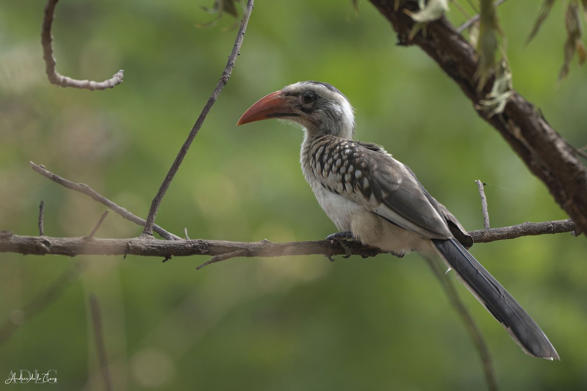 Western Red-billed Hornbill - ML629647159