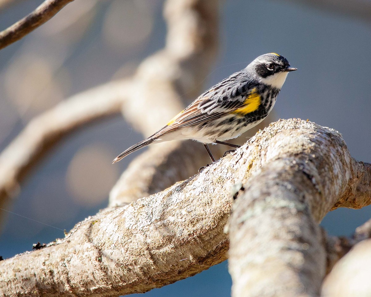 Yellow-rumped Warbler - ML629647369