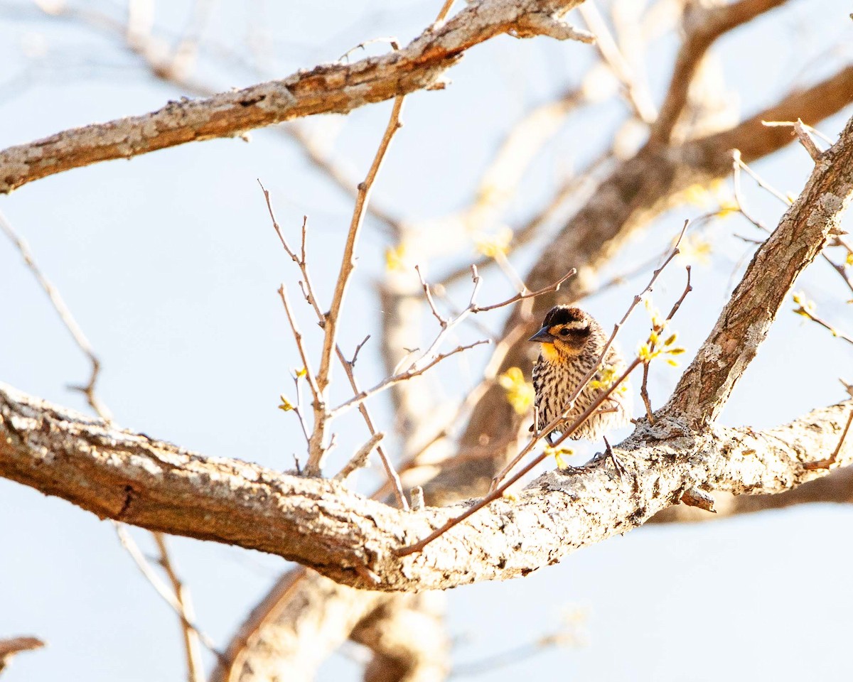 Red-winged Blackbird - ML629647373