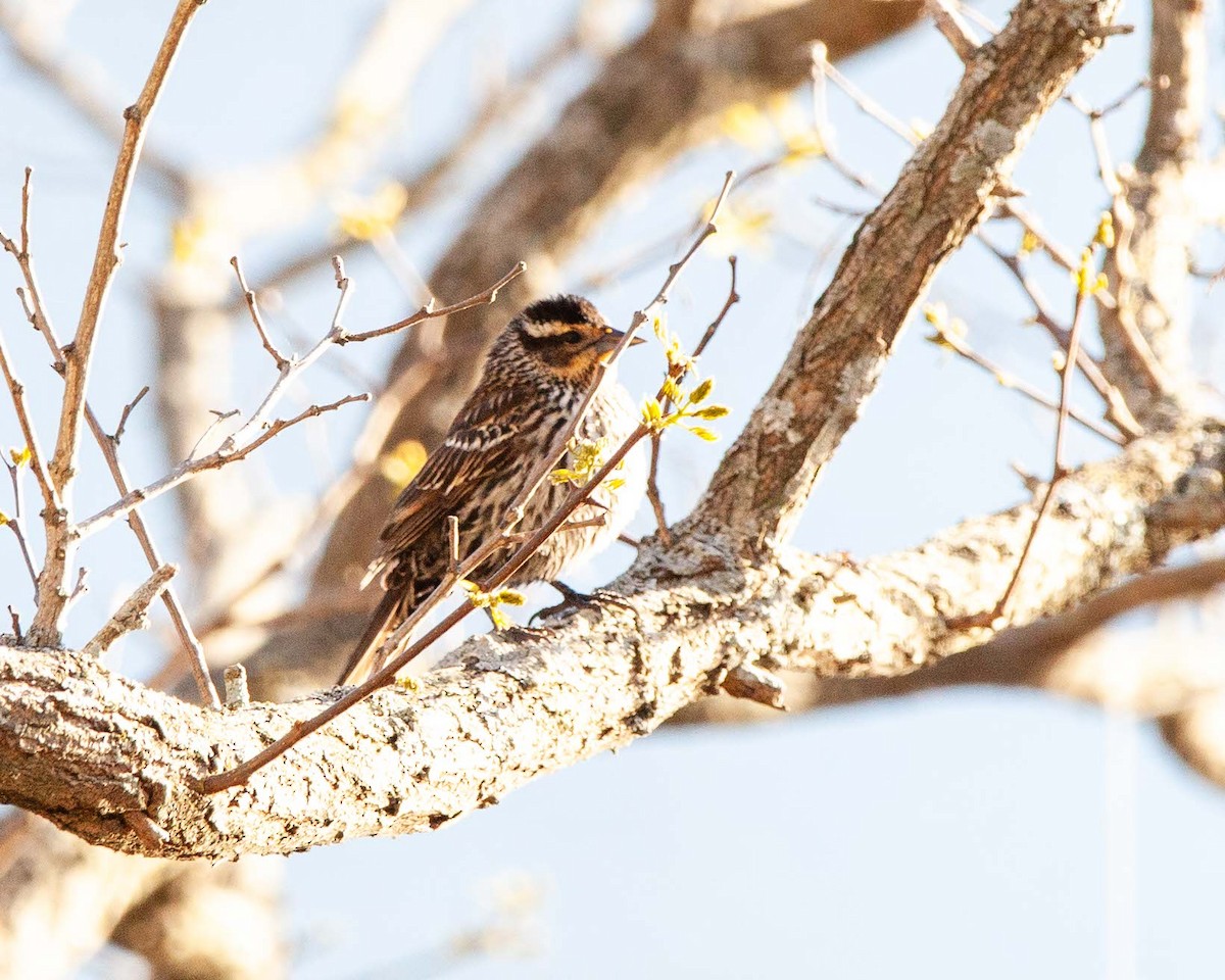 Red-winged Blackbird - ML629647374