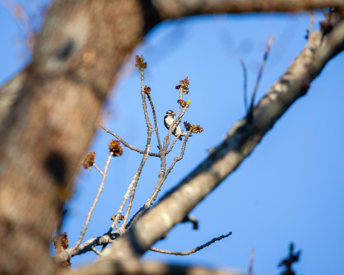 Downy Woodpecker - ML629647379