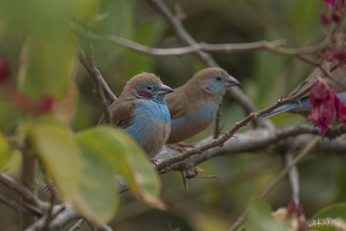 Red-cheeked Cordonbleu - ML629647435