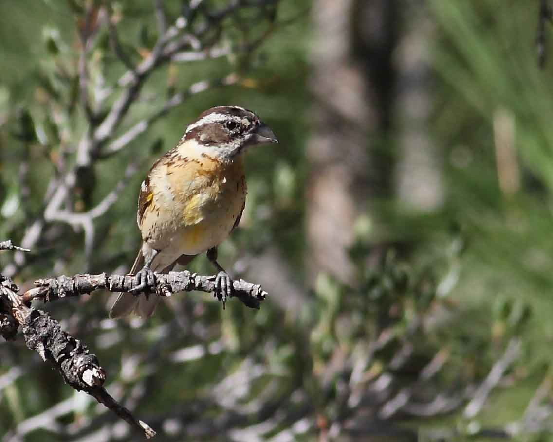 Black-headed Grosbeak - ML629647522