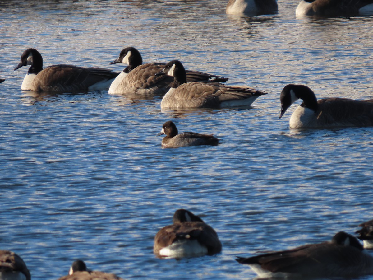 Lesser Scaup - ML629647619