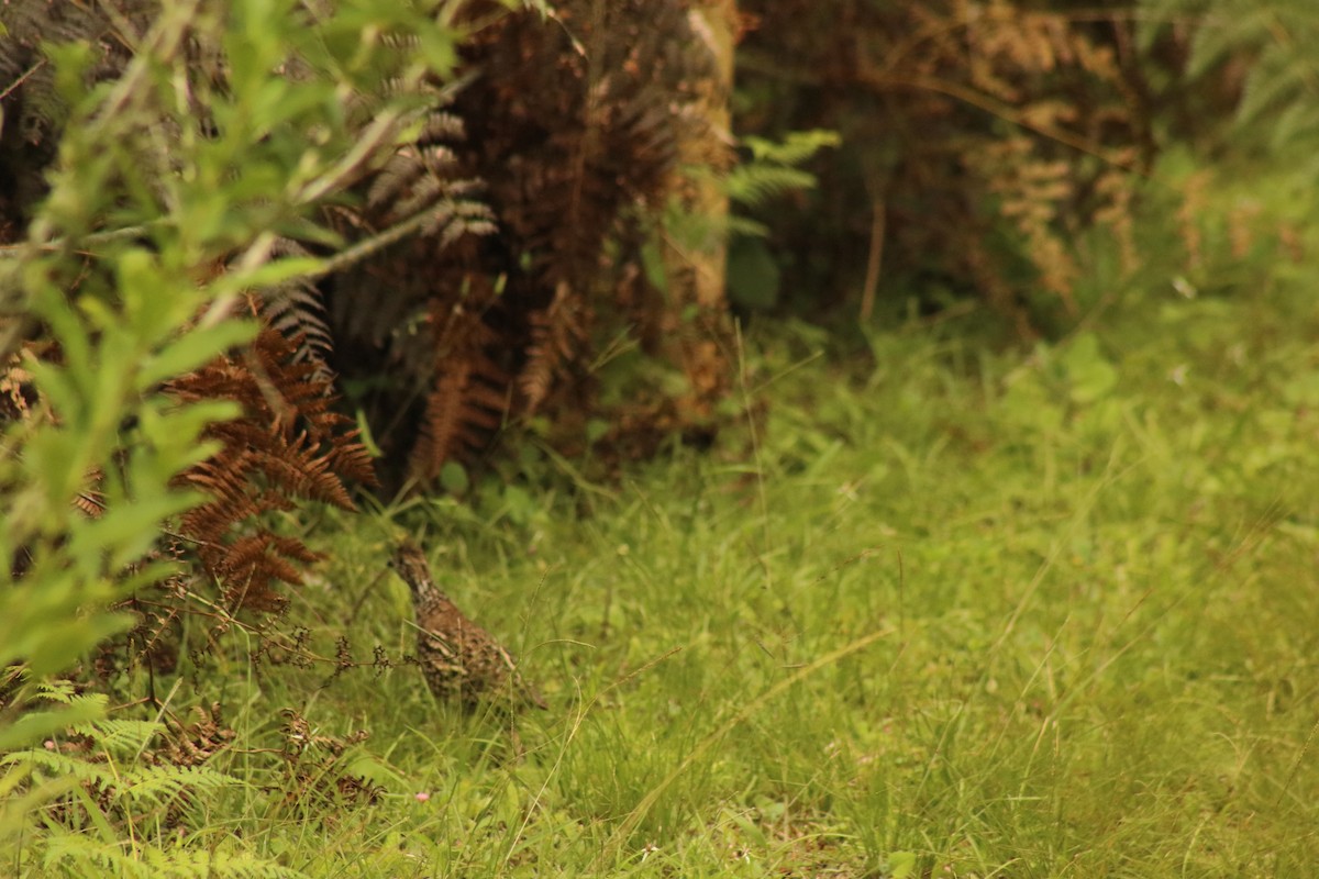 Crested Bobwhite - ML629647620